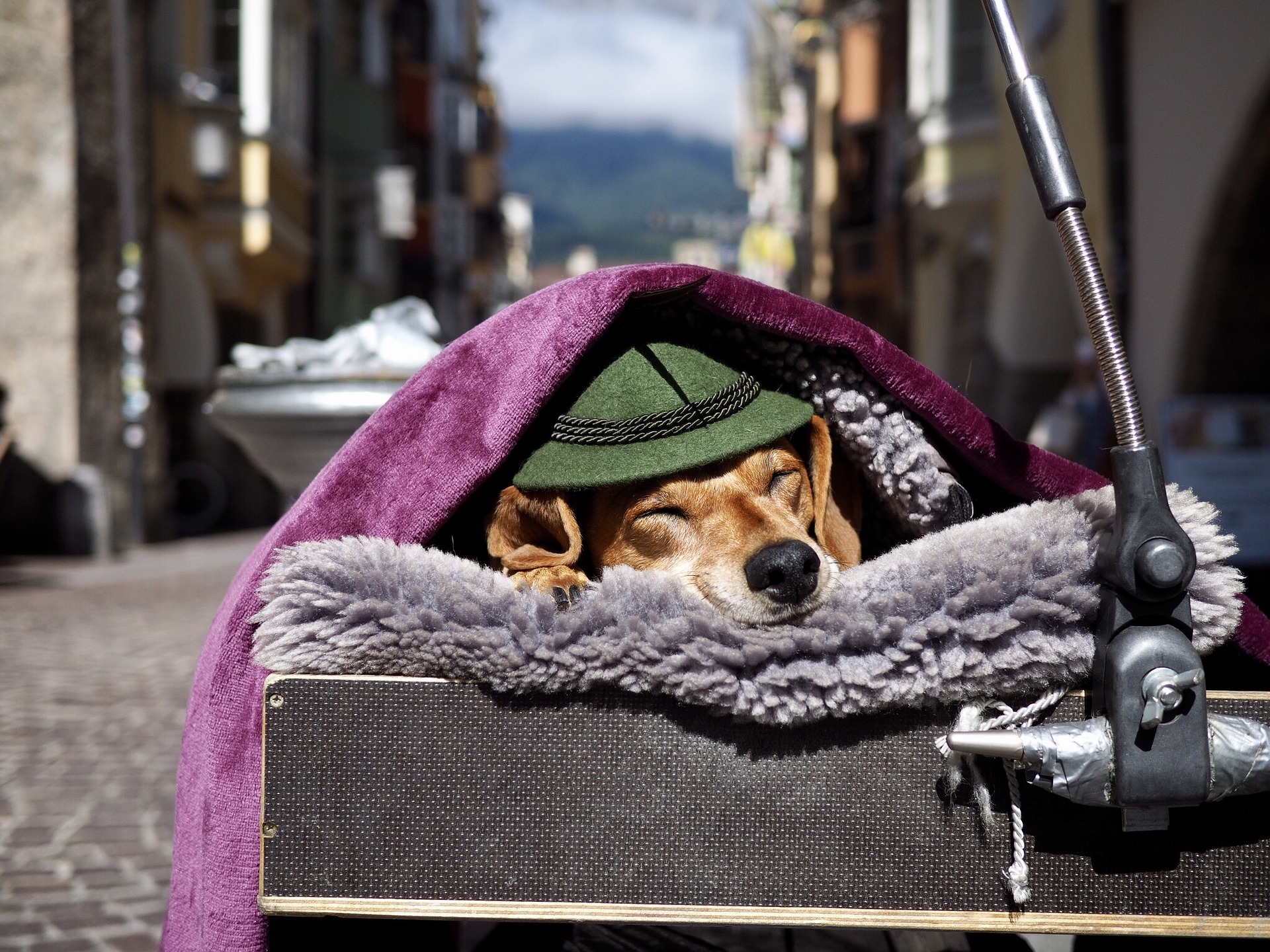 Innsbruck Altstadt Hund mit Hut in Innsbrucker Altstadt